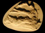 V12d9545 A1.121 Jx13 fab x photo of mold.jpg